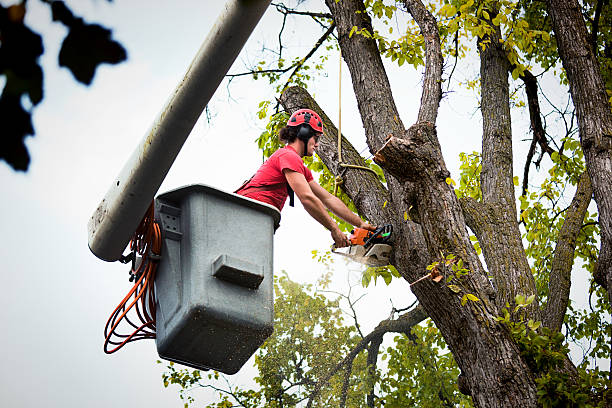 Best Leaf Removal  in USA